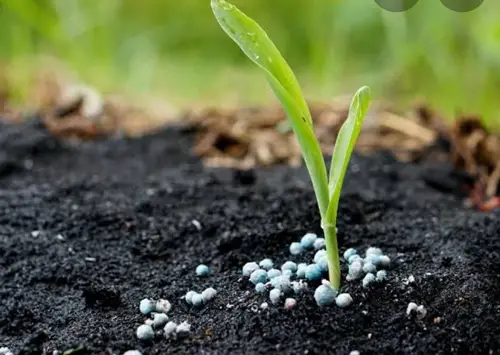 گوگرد بنتونیتی