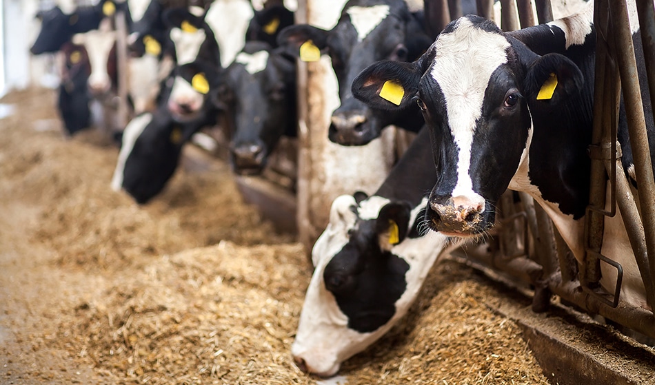 زئولیت بستر دام