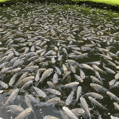 زئولیت مخصوص استخر ماهی